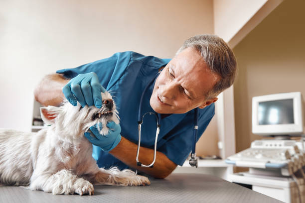 Best Emergency Care for Gum Disease in Kamiah, ID